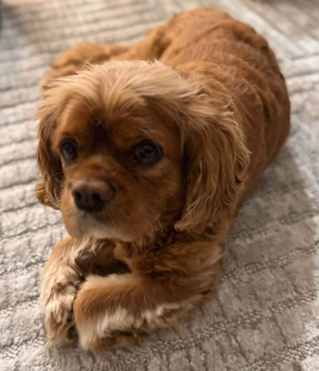Joey, the family's Cavapoo